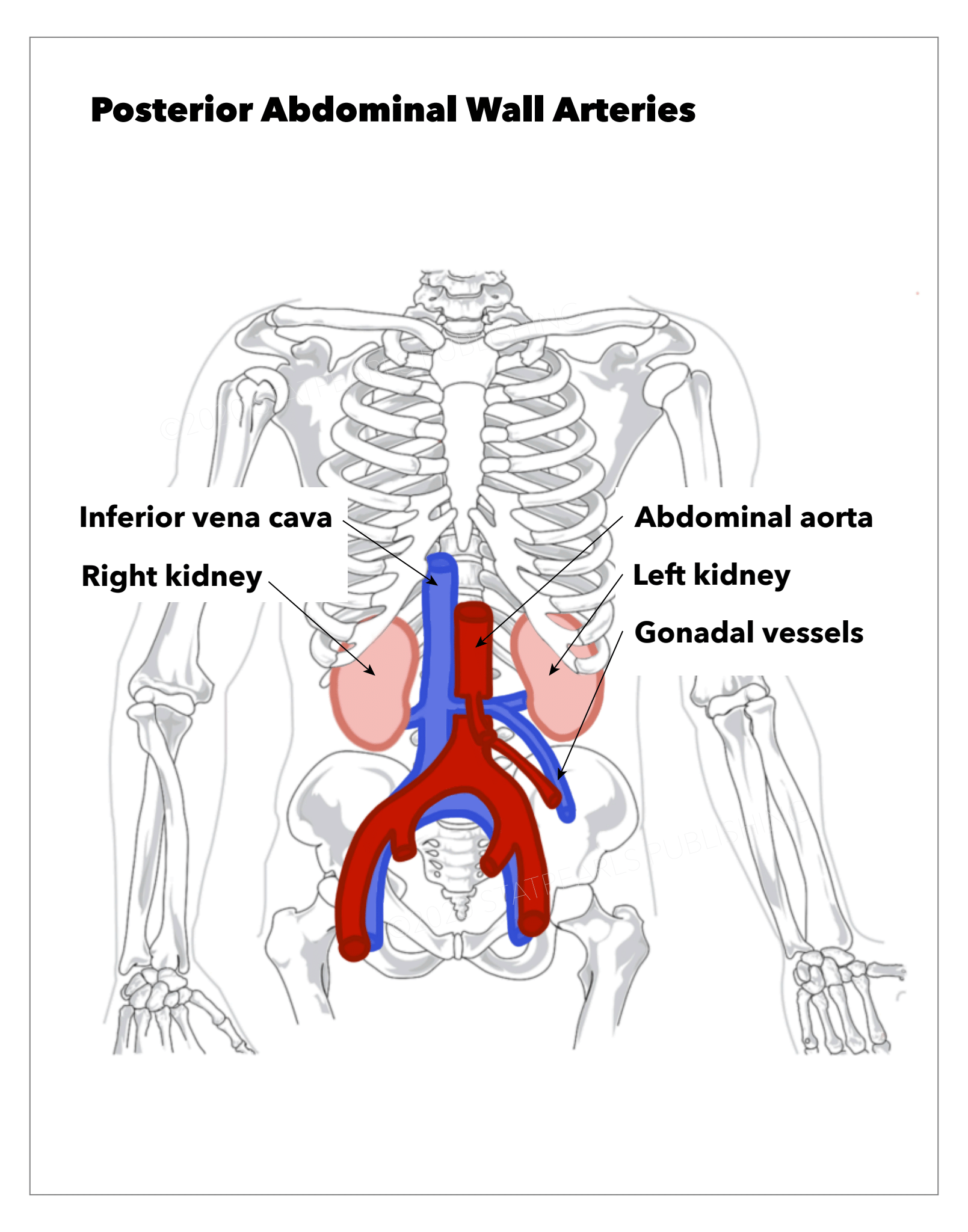 Posterior Abdominal Wall Arteries, Inferior vena cava, Abdominal aorta, Right kidney, Left kidney, Gonadal vessels
