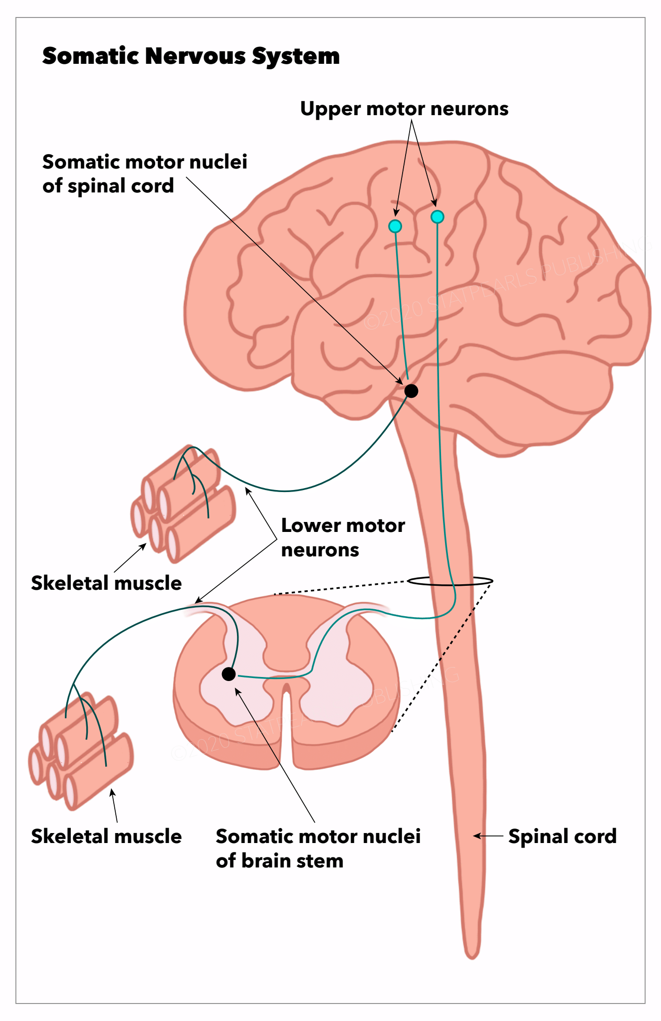 <p>Somatic Nervous System. Image of the somatic nervous system, spinal cord, and neurons.</p>