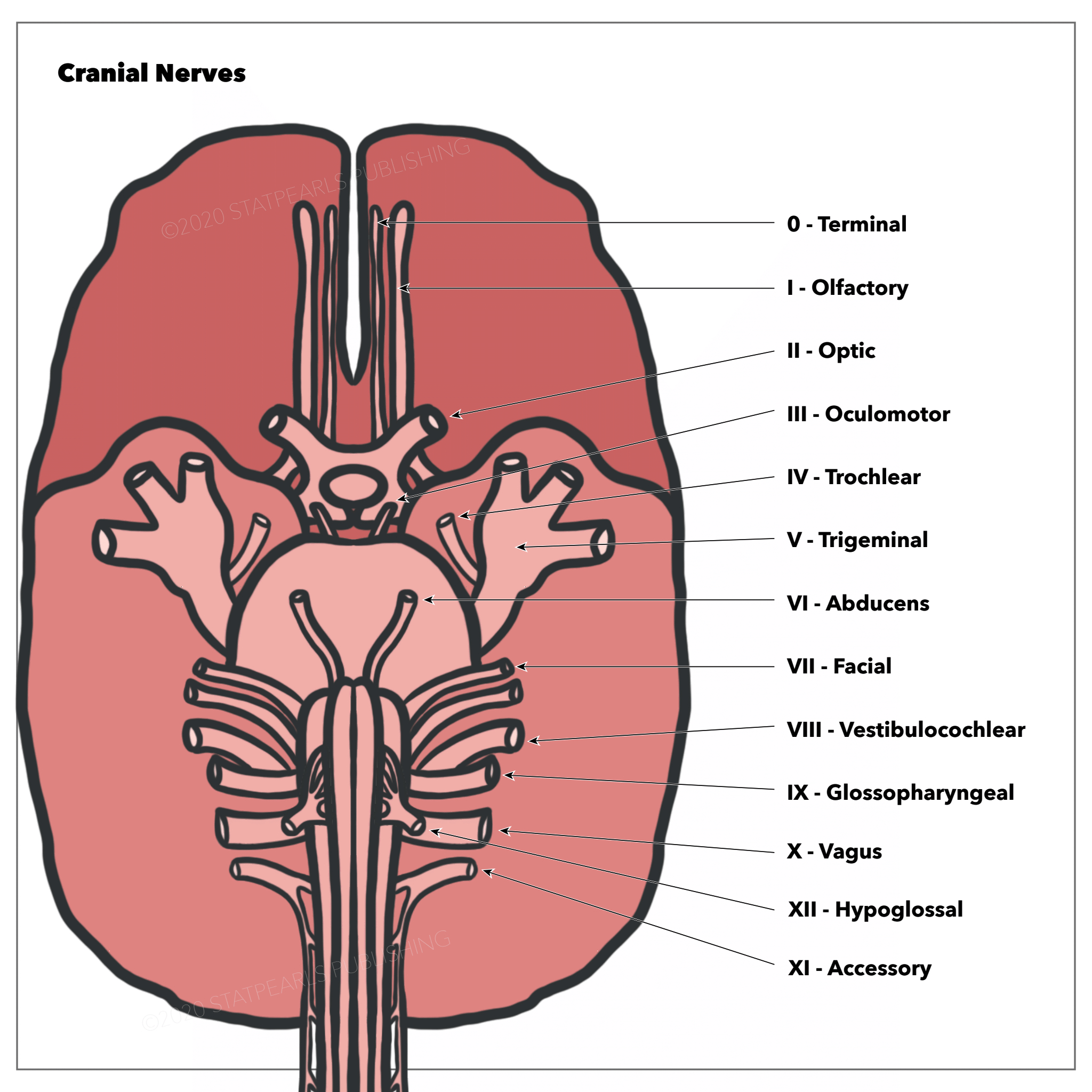 <p>The Cranial Nerves