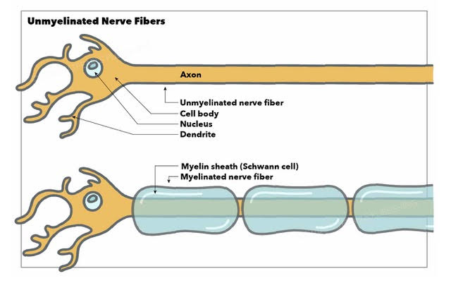 <p>Unmyelinated and Myelinated Nerve Fibers