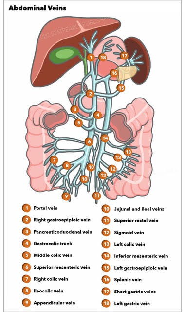Portal vein, right gastroepiploic vein, pancreaticoduodenal vein, gastrocolic trunk, middle colic vein, right colic vein, Ile