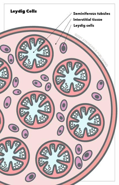 Leydig cells, seminiferous tubules, interstitial tissue