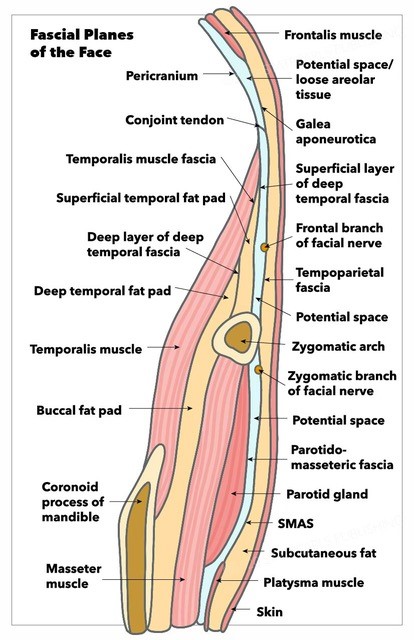 <p>Fascial Planes of the Face