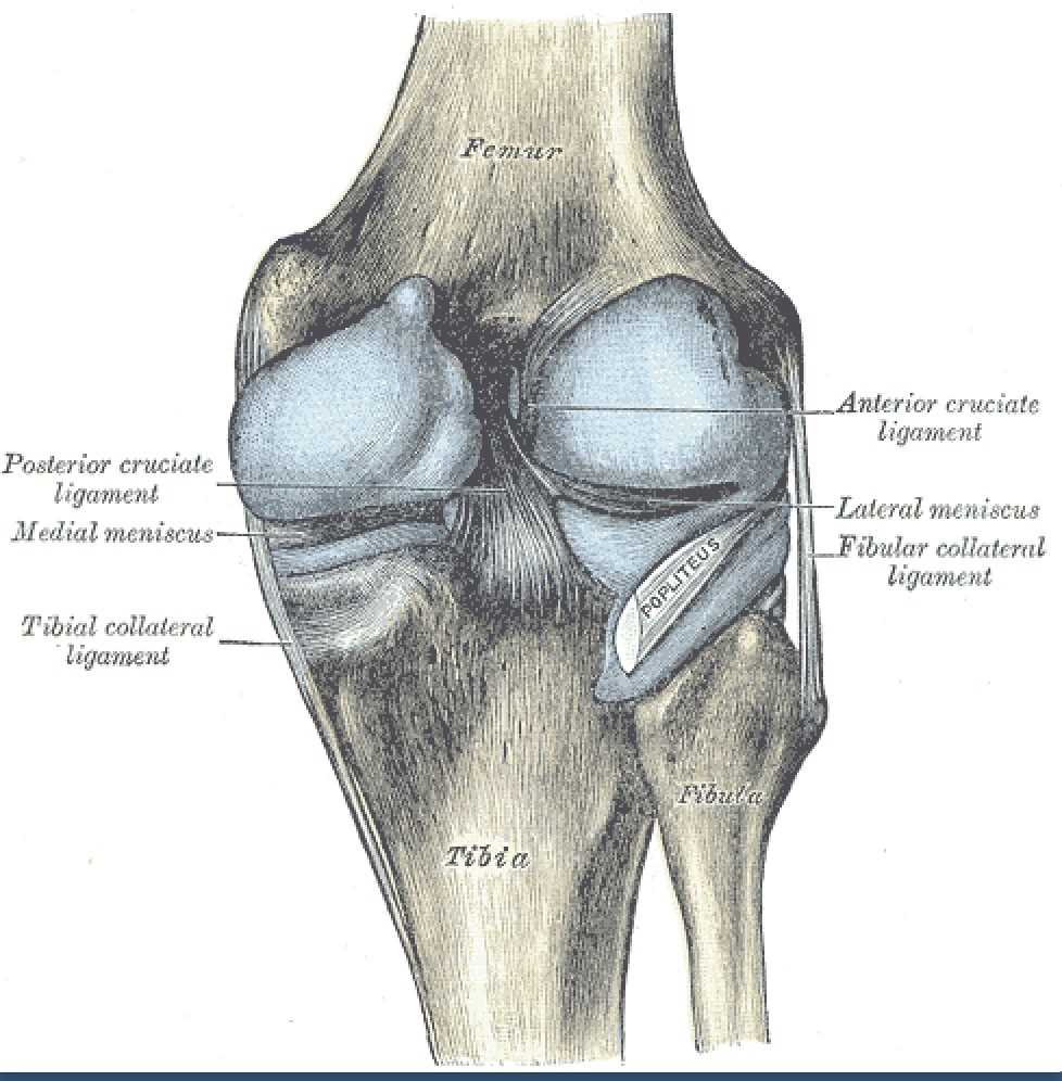 <p>Knee Ligaments