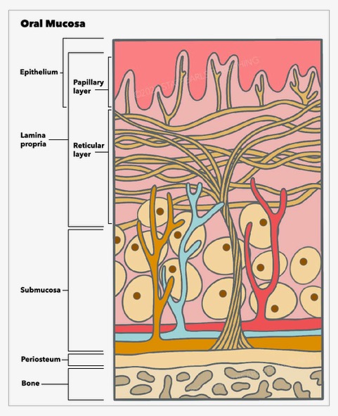 <p>Layers of Oral Mucosa