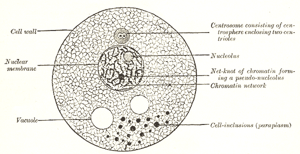 <p>Cell Anatomy. Cell wall, nuclear membrane, nucelolus, centrosome, vacuole, and cell inclusions.</p>