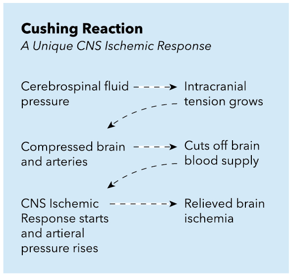 <p>Cushing Reaction: CNS Ischemic Response</p>