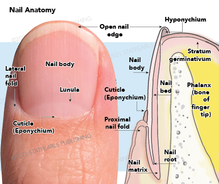 Nail anatomy, Lateral nail fold, Lunula, Cuticle (Eponychium), Proximal nail fold, Hyponychium, Stratum germinativum, Phalanx