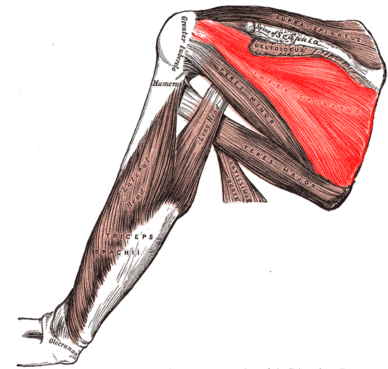 <p>Muscles of the shoulder; infraspinatus</p>