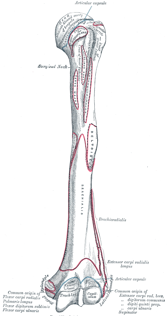 <p>Upper Arm Anatomy