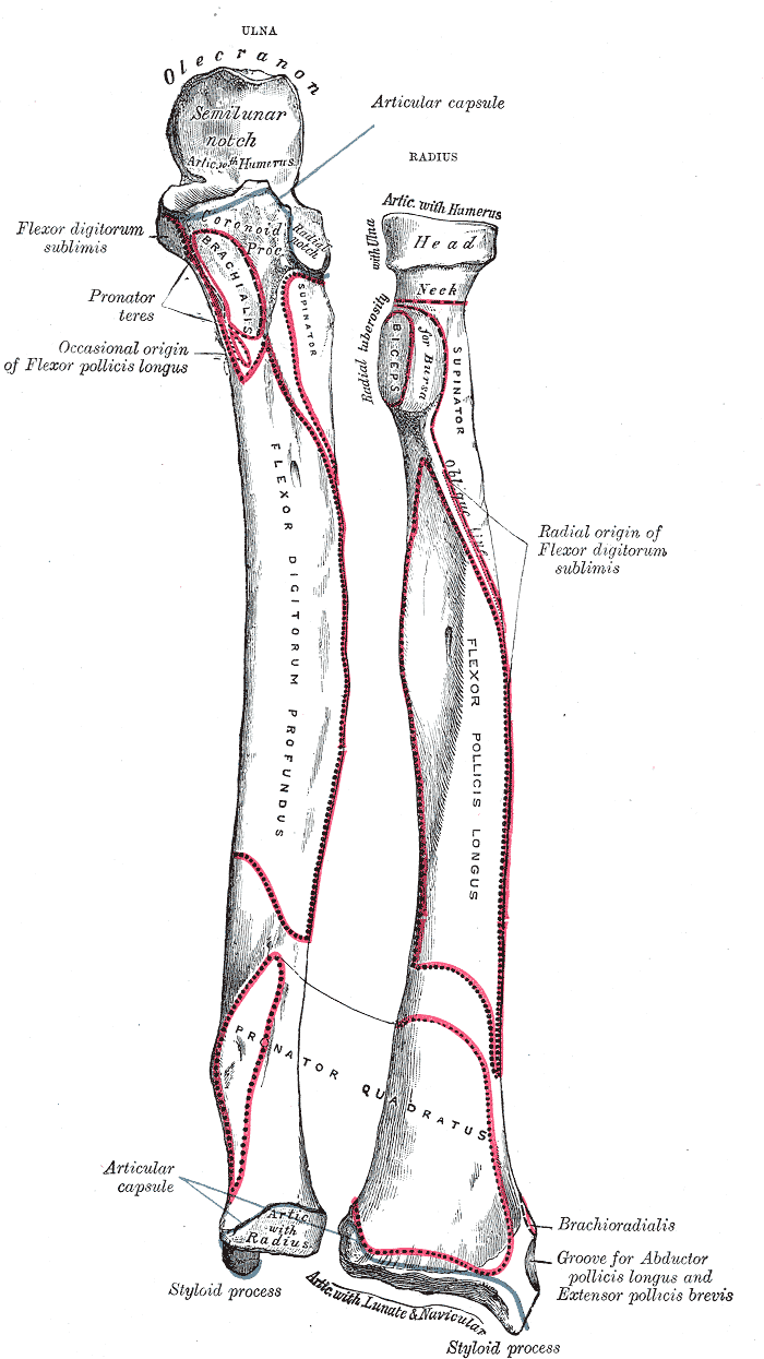 <p>Lower Arm Anatomy