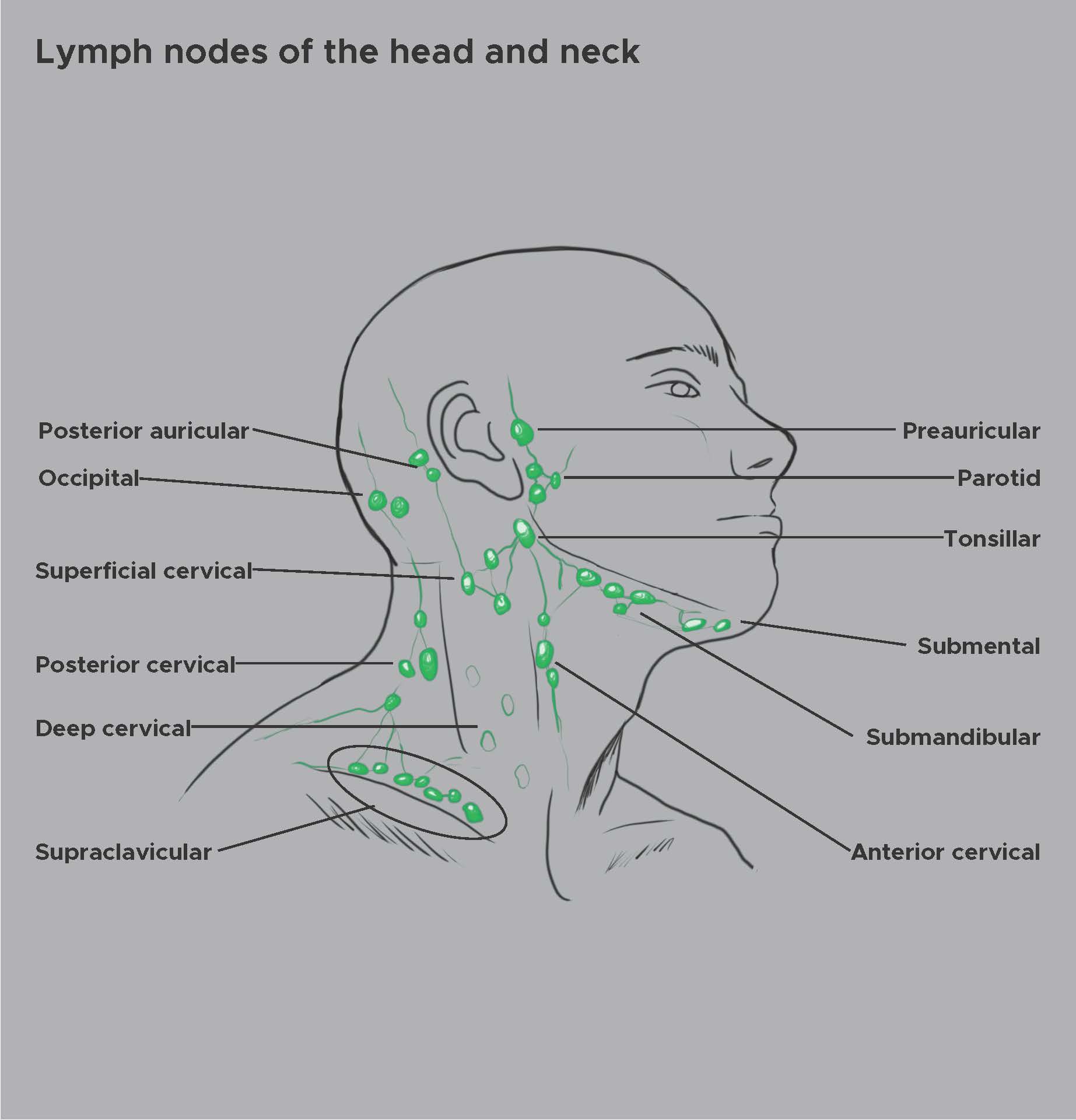 <p>Lymph Nodes of the Head and Neck</p>