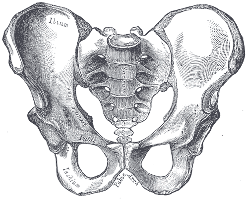 <p>Male Pelvis Anatomy