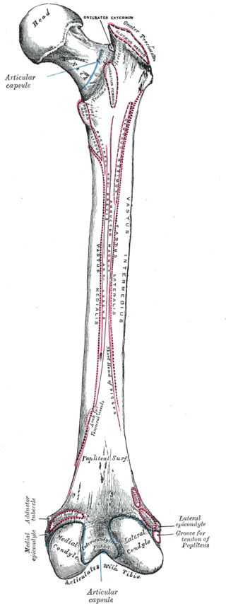 <p>Right Femur Anatomy, Posterior Surface