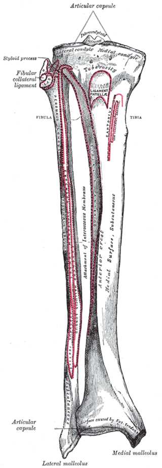 <p>Right Leg Bone Anatomy