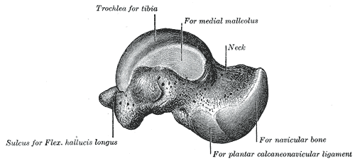 <p>Medial Surface of Talus Bone Anatomy