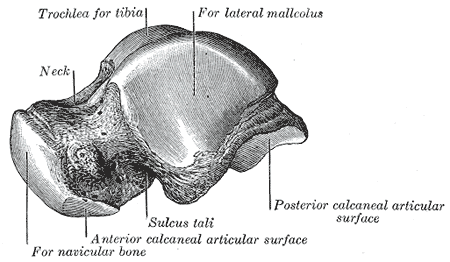 <p>Lateral Surface of Talus Bone Anatomy