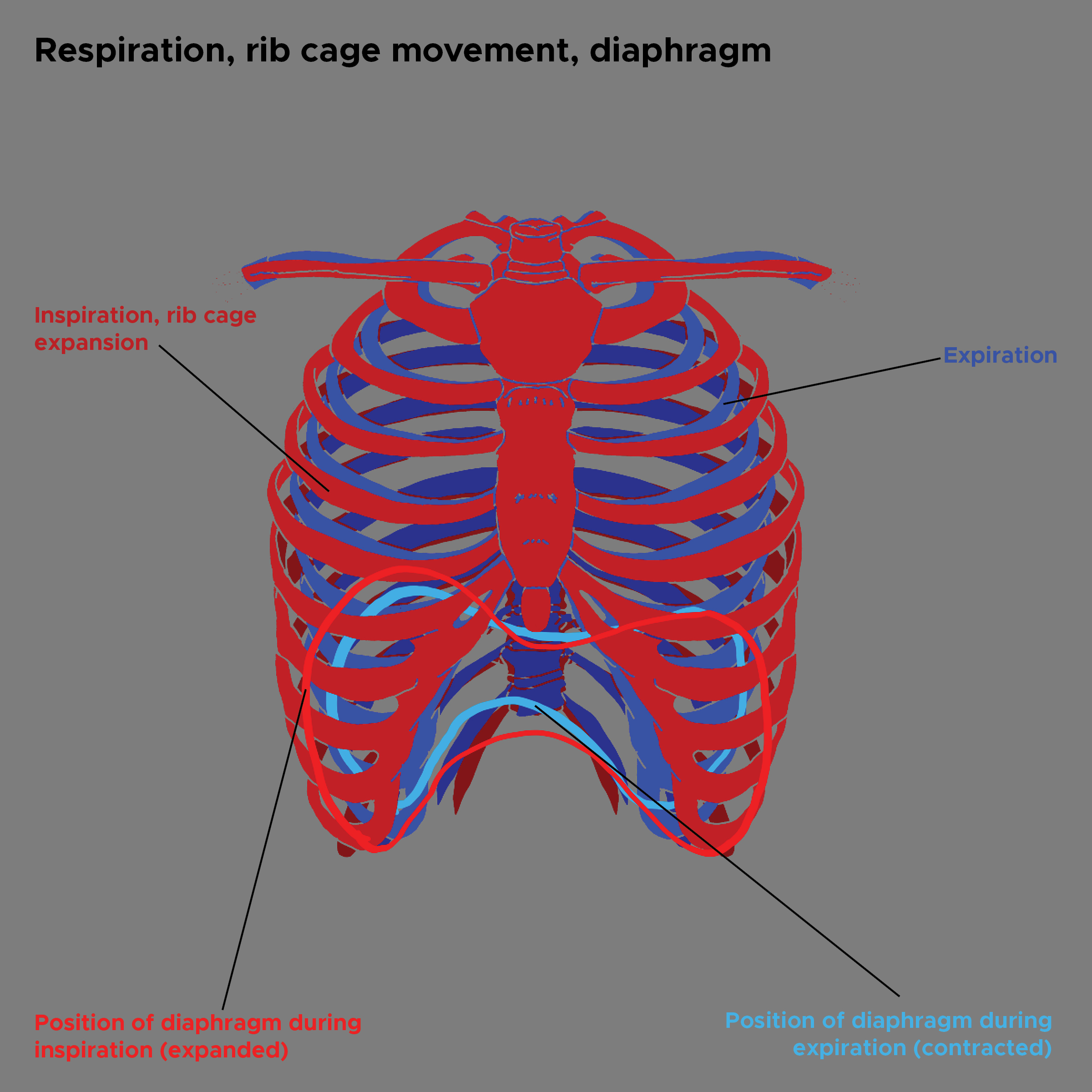 <p>Respiration Rib Cage Movement, Diaphragm