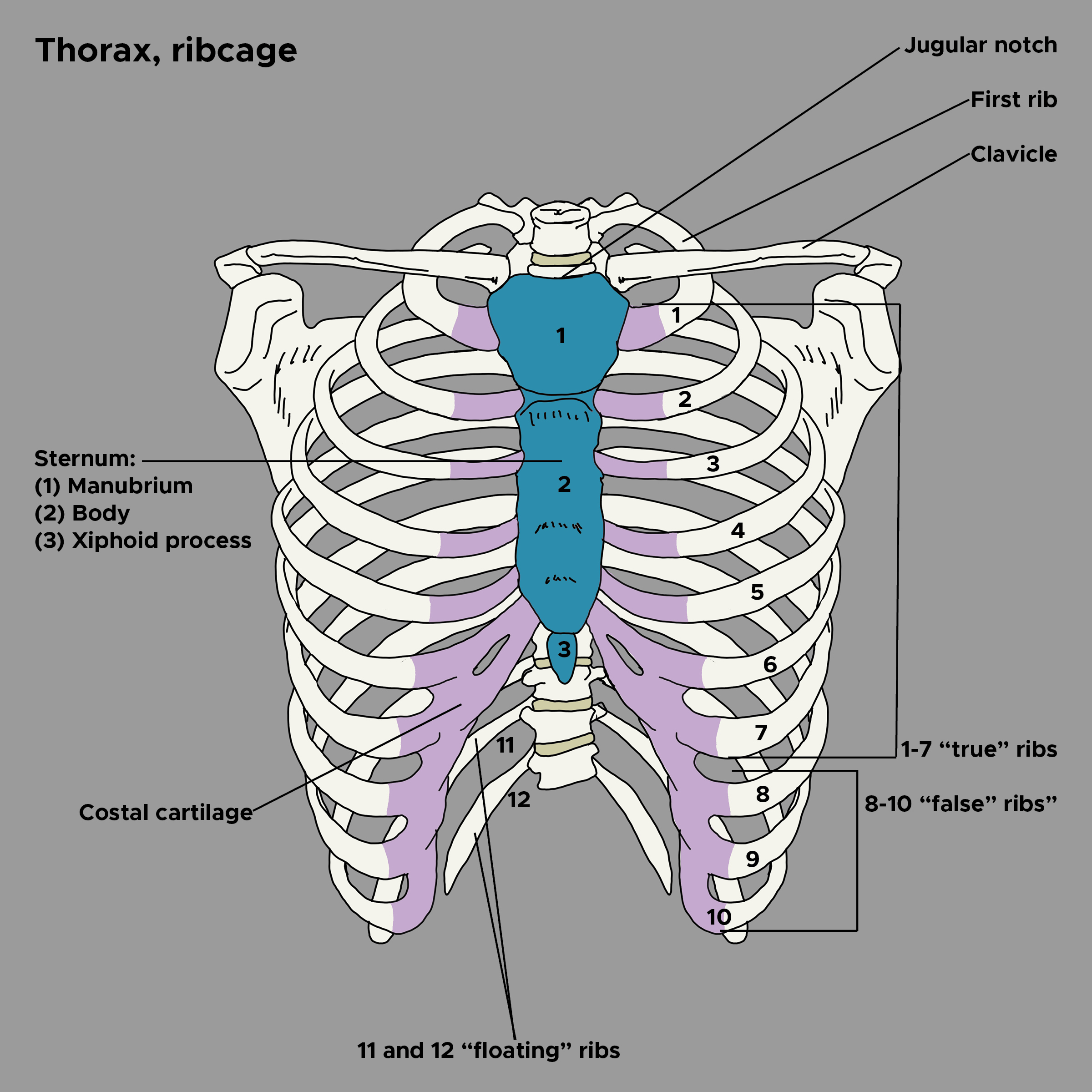 <p>Thoracic Bones&nbsp;and Cartilage
