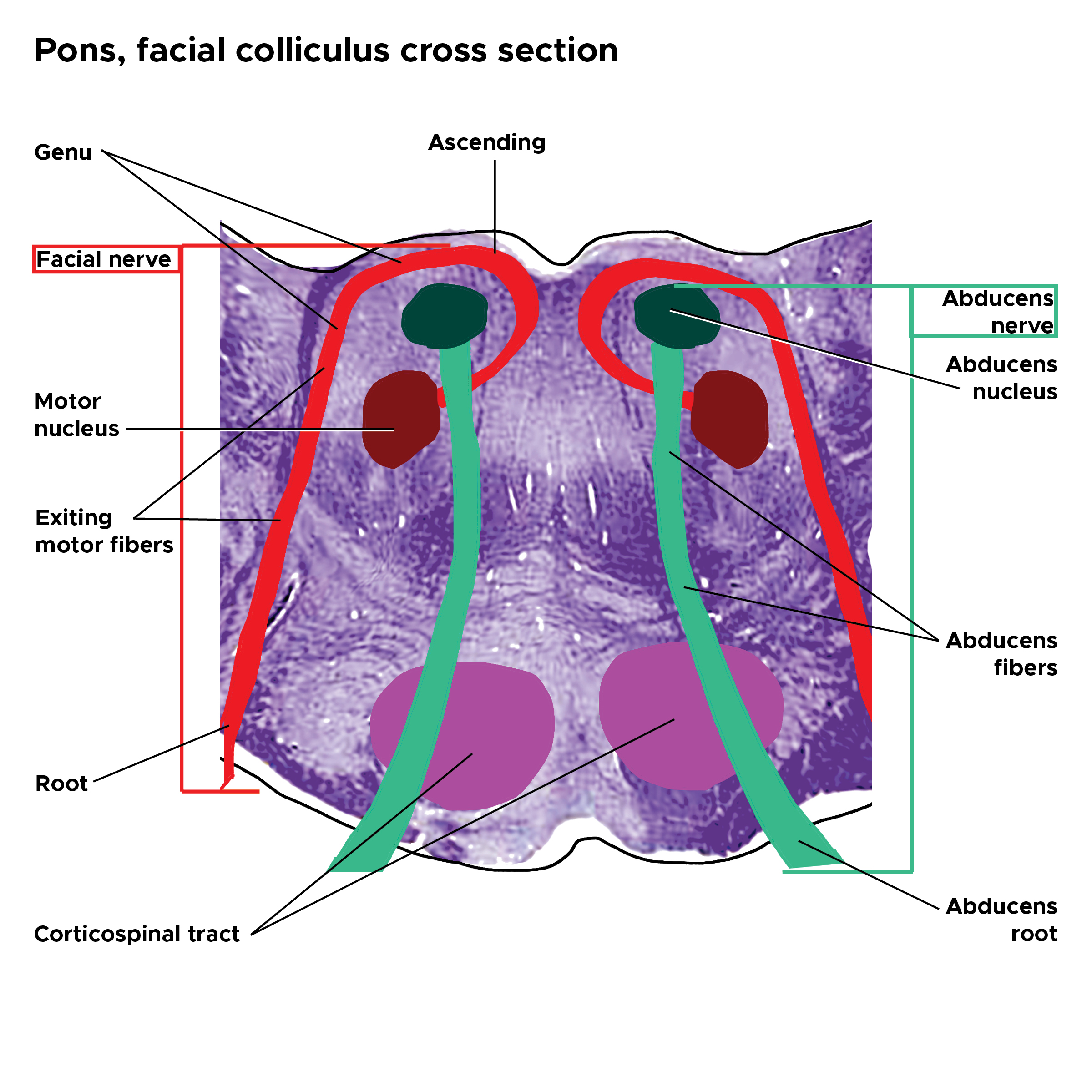 <p>Pons Facial Colliculus Cross Section