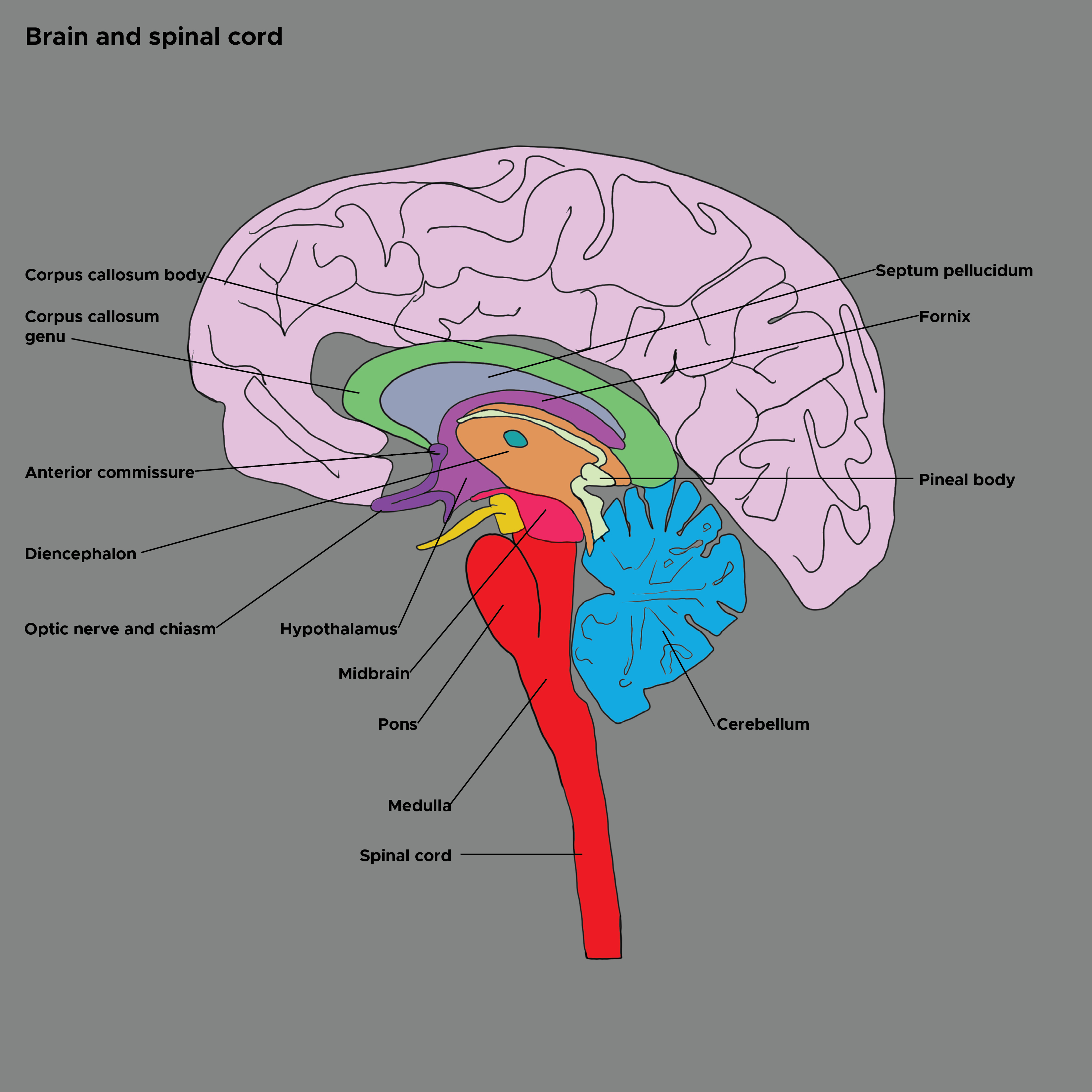 <p>Brain and Spinal&nbsp;Cord