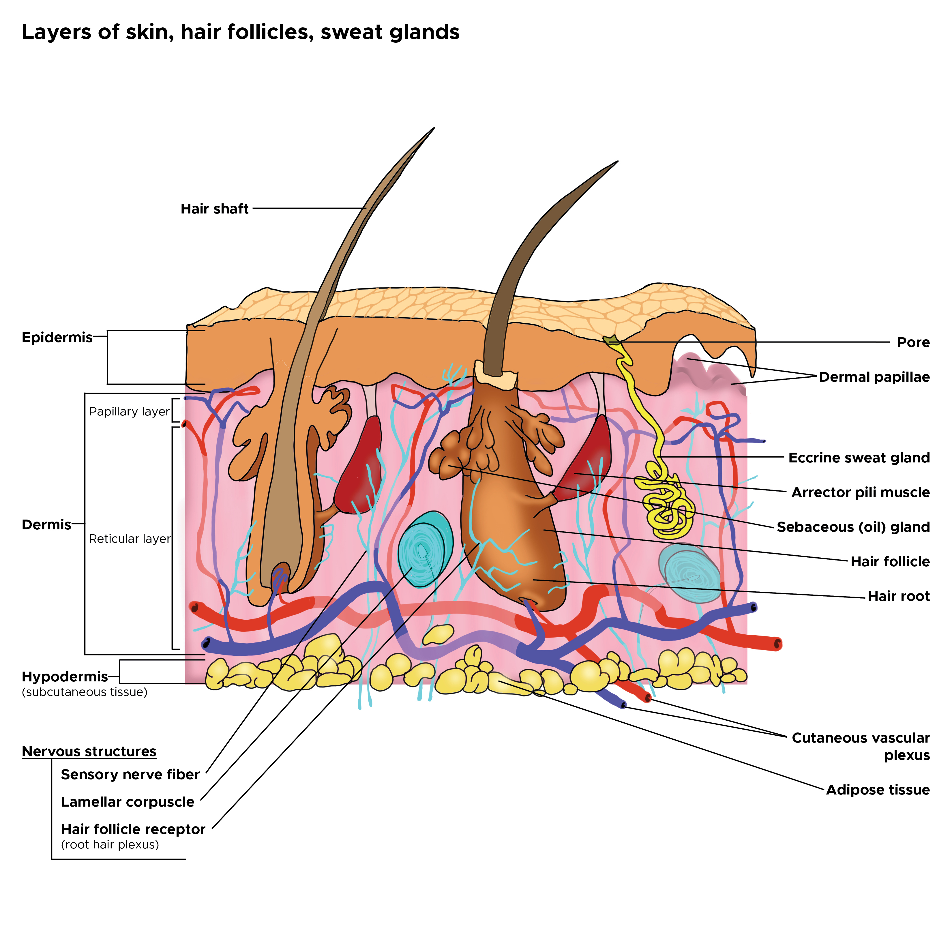 <p>Cross Section, Layers of the Skin