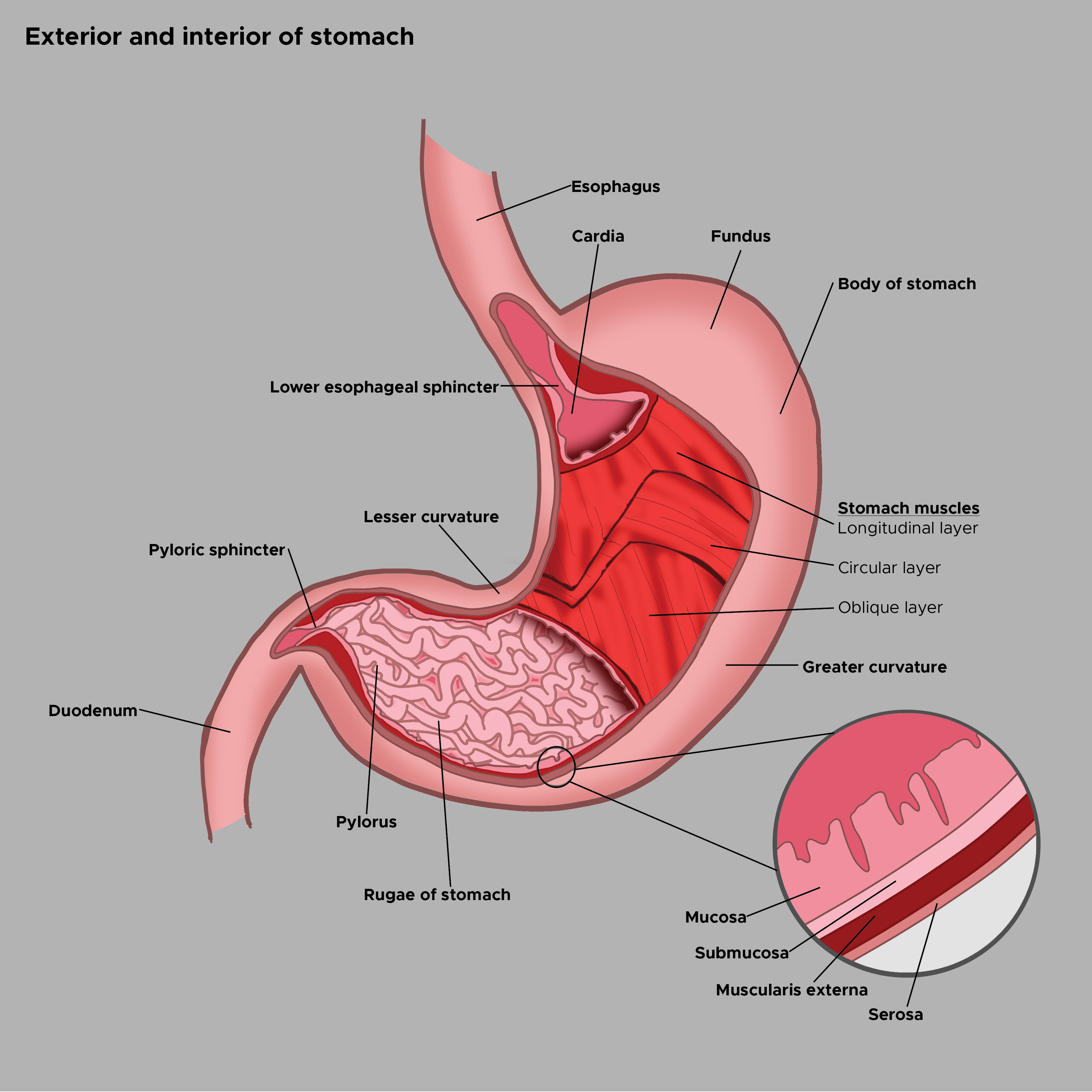 <p>Stomach Exterior and Interior Aspects