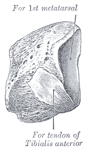 <p>Antero-Medial View of First Metatarsal. Image includes cuneiform and tibial anterior tendon.</p>