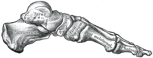 <p>Medial View of the Foot Bones