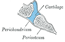 <p>Joint Anatomy. Image includes cartilage, perichondrium, and periosteum.</p>