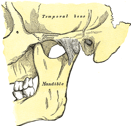 <p>Lateral View of Jaw Anatomy