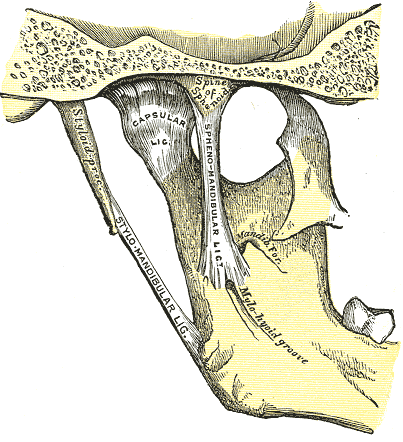 <p>Medial Aspect of Jaw Anatomy