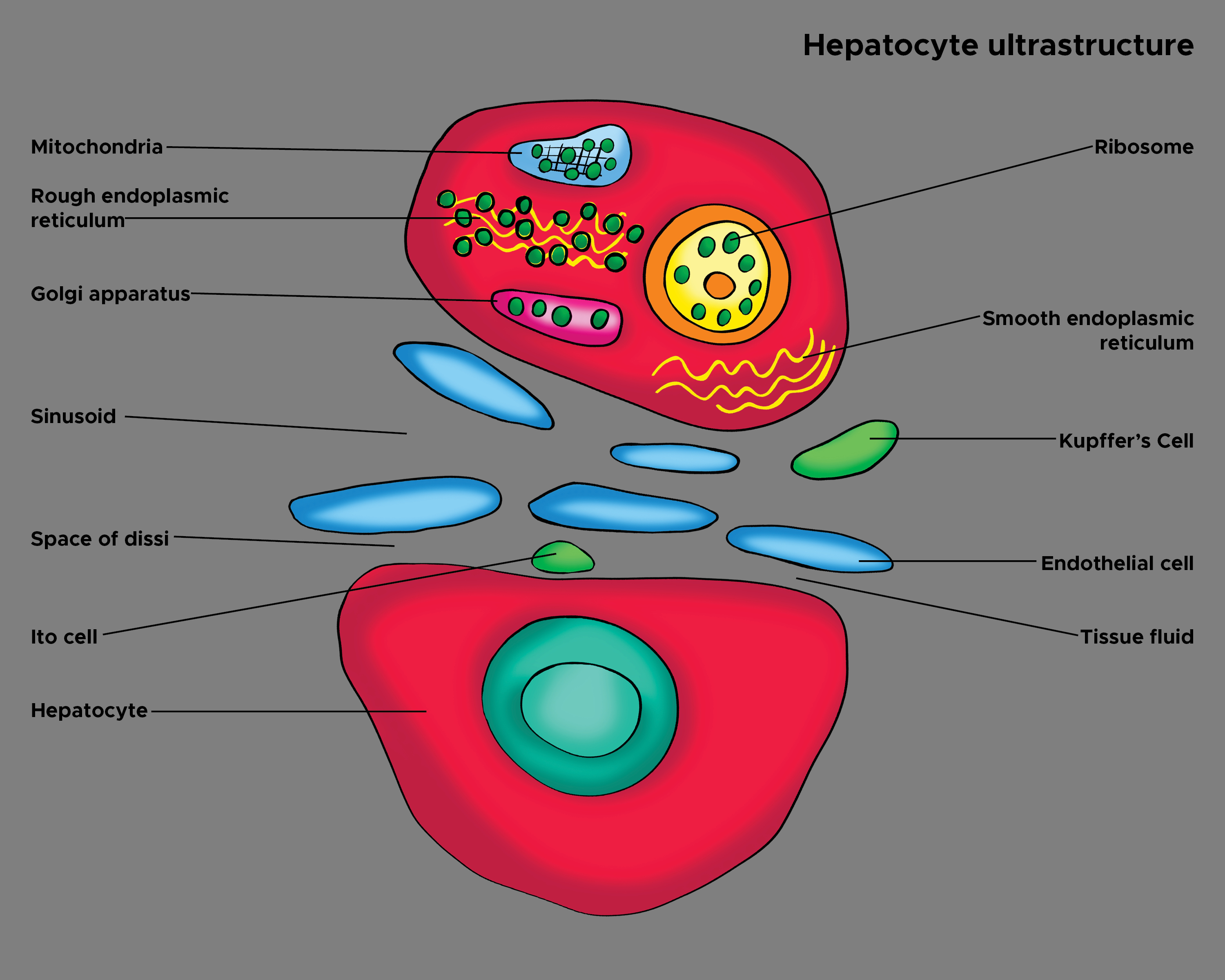 <p>Hepatocyte Ultrastructure. Illustration&nbsp;of hepatocyte ultrastructure, sinusoid of the liver, and Kupffer Cell.</p>