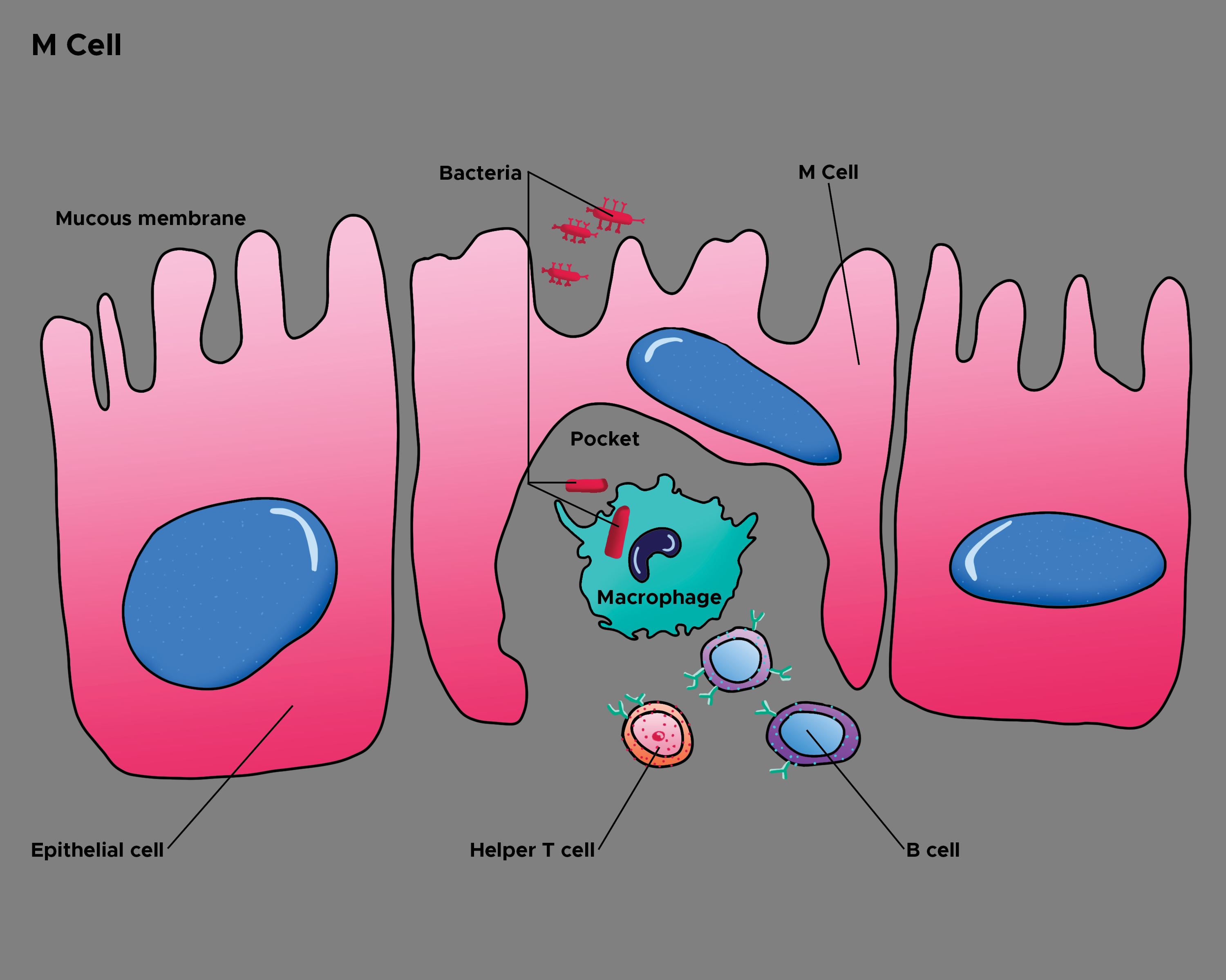 <p>Illustration of Epithelial Cells and M Cells. Macrophage, helper T cell, mucous membrane, and bacteria.</p>