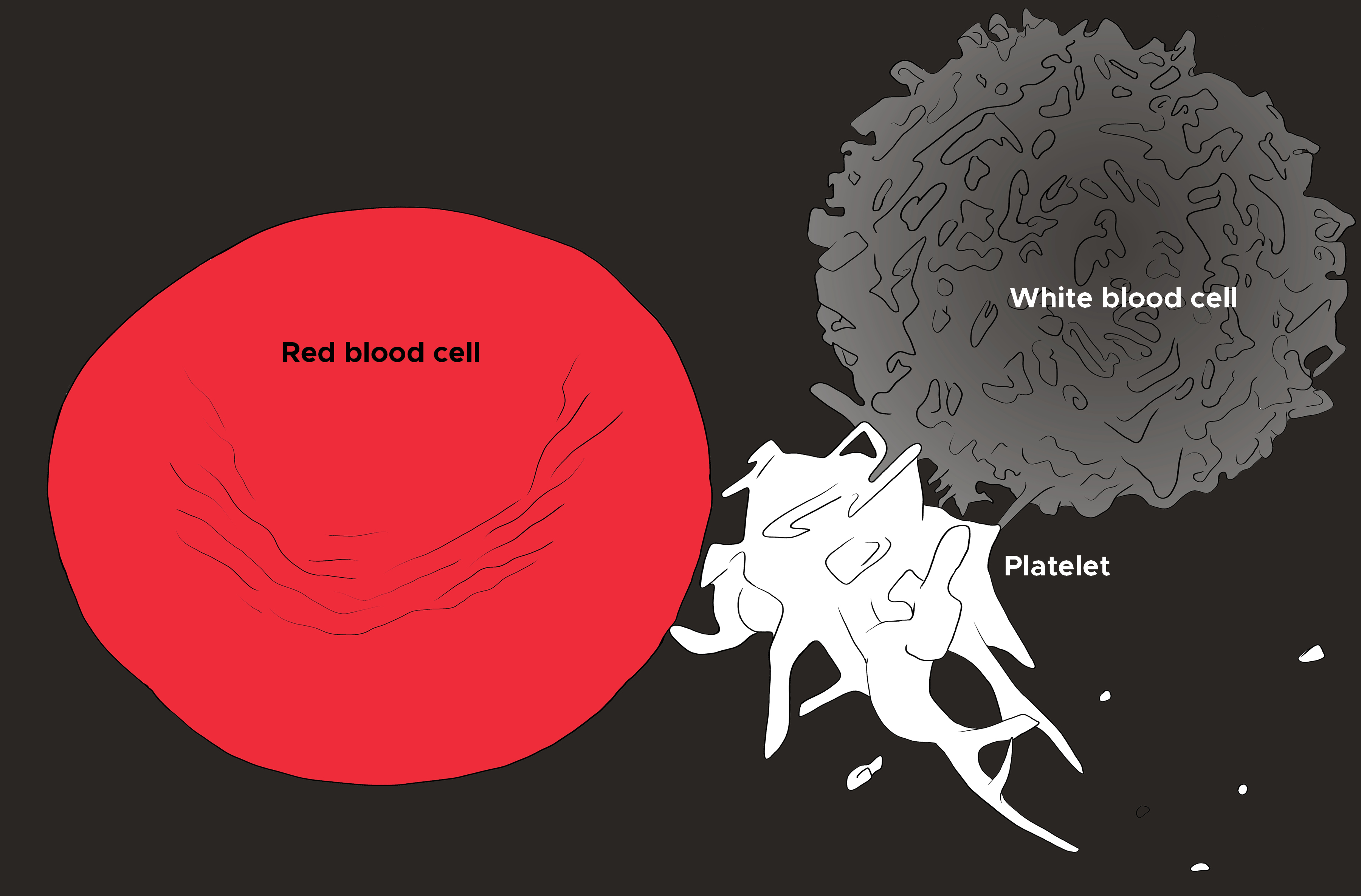 <p>Illustration of Red Blood Cell, Platelet, and White Blood Cell</p>