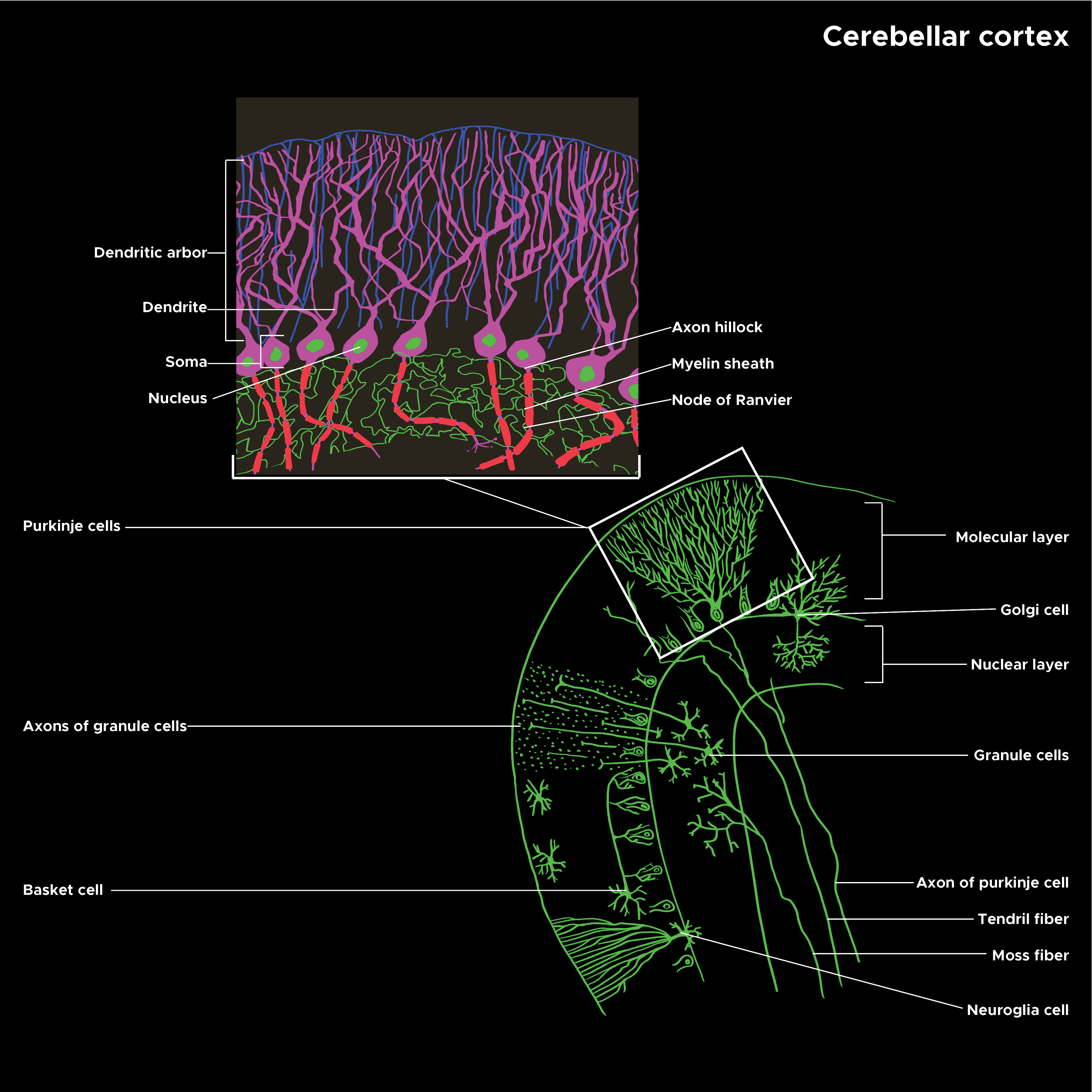 Illustration of cerebellar cortex structure