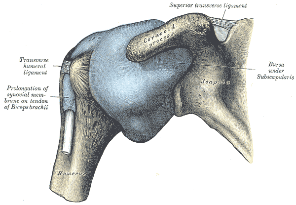 <p>Shoulder, Joint, Anterior Aspect, Transverse humeral ligament, Humerus, Prolongation, Synovial membrane, Biceps, Brachii, 