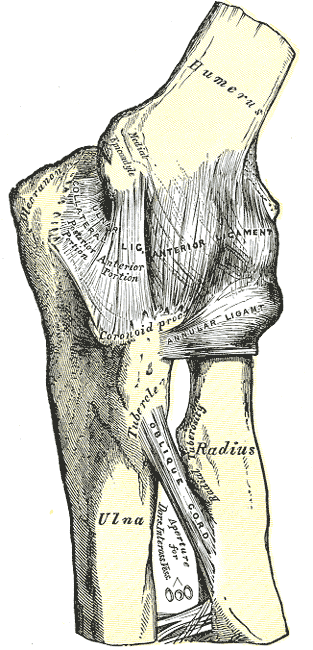 <p>Elbow, Joint, Humerus, Internal Ligament, Olecranon, Ulnar Collateral Ligament, Anterior Ligament, Coranoid Process, Annul