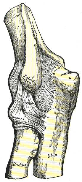 <p>Elbow, Joint, Posterior Aspect, External Ligaments, HUmerus, Radius, Ulna, Lateral Epicondyle, Radial Collateral Ligament,