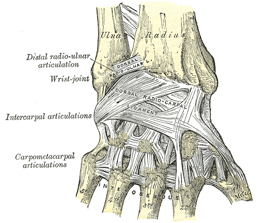 <p>Ligaments of Wrist, Wrist, Posterior Aspect, Ulna, Radius, Distal radio-ulnar articulation, Wrist joint, Intercarpal artic