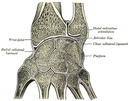 <p>Synovial Cavities, Distal radioulnar articulation, Articular disc, Wrist joint, Radial collateral ligament, Ligament, Pisi