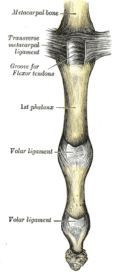 <p>Upper Digit Articulation of a Medial Finger, Volar View