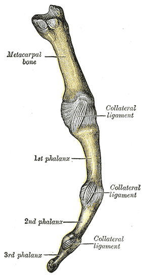 <p>Metacarpophalangeal Articulation.&nbsp;Lateral view of a long digit showing its joints.</p>