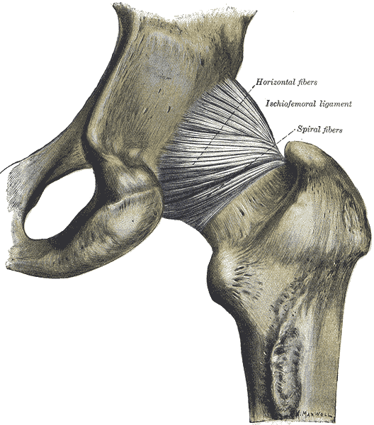 <p>The Hip Joint from behind, Horizontal Fibers, Ischiofemoral Ligament, Spiral fibers</p>