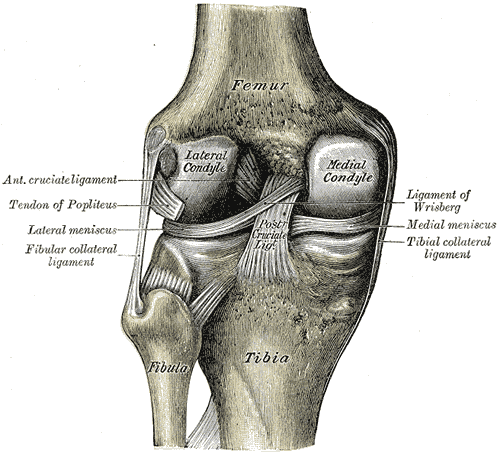 <p>Interior Ligaments of the Left Knee