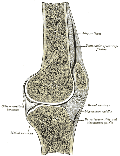 <p>Sagittal Section of the Right Knee Joint