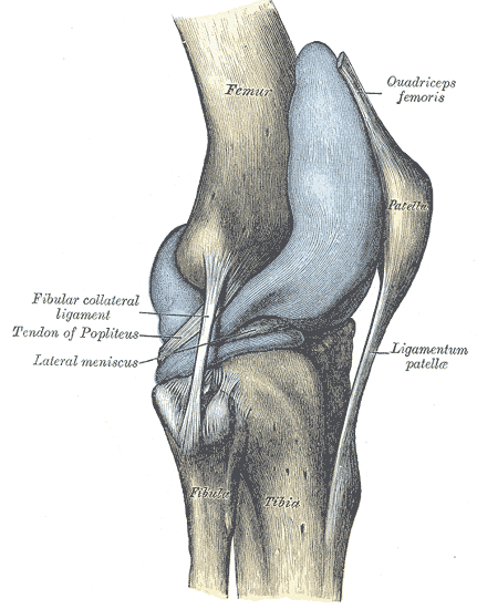 <p>Lateral View of the Right Knee