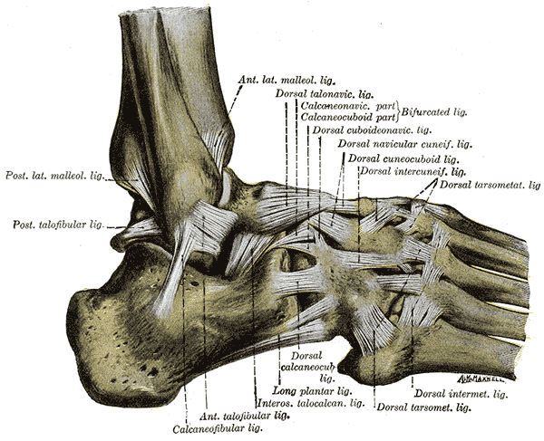 <p>The Ligaments of the Foot; Lateral Aspect, Posterior lateral Malleolus Ligament, Posterior Talofibular Ligament, Anterior 
