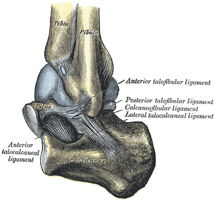 <p>Capsule of left talocrural articulation, Tibia, Fibula, Talus, Calcaneus, Anterior Talocalcaneal Ligament, Anterior Talofi