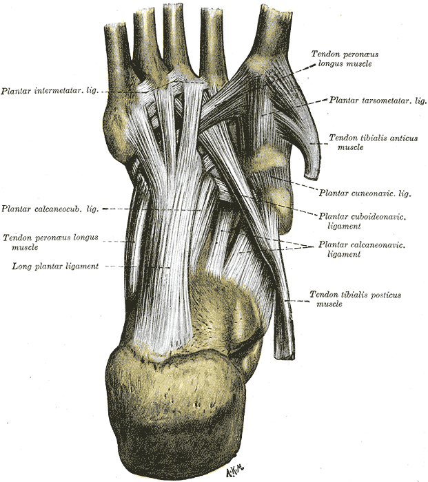 <p>Ligaments of the sole of the foot, Plantar Intermetatarsal Ligament, Plantar Calcaneocuboid Ligament, Tendon Peroneus Long